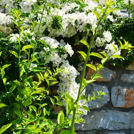 Melina Skiathos Kolios Exterior foto